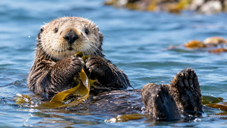 Otter Puns
